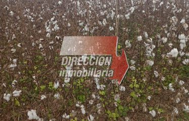 CAMPO AGRÍCOLA DE 920 has – BANDERA (STGO. DEL ESTERO)