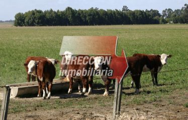 CAMPO GANADERO DE 1404 has – QUILINO (CÓRDOBA)