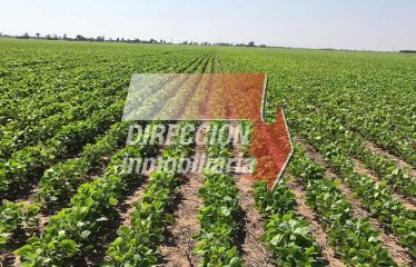 CAMPO AGRICOLA DE 31,7 has – HUMBERTO PRIMO (STA. FE)