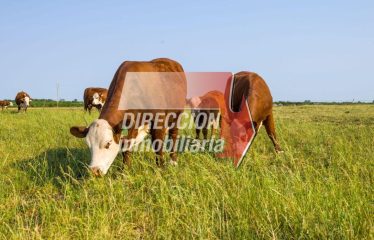 CAMPO GANADERO DE 215 has – BELLA ITALIA (STA. FE)