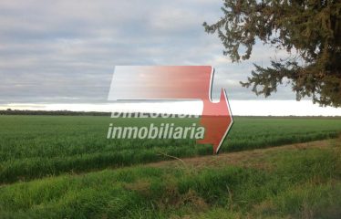 CAMPO AGRÍCOLA DE 180 has – ZONA DE FERNÁNDEZ (STGO. DEL ESTERO)