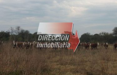 CAMPO GANADERO – 1100 HECTÁREAS EN AGUARÁ GRANDE