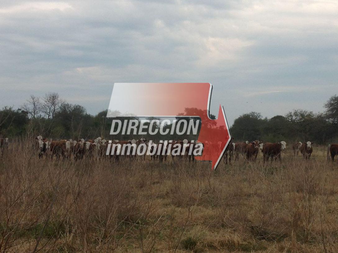 CAMPO GANADERO – 1100 HECTÁREAS EN AGUARÁ GRANDE