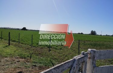 CAMPO MIXTO EN VENTA 401 has – ZONA GRUTLY NORTE