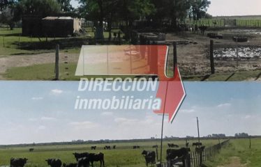 CAMPO MIXTO EN VENTA 401 has – ZONA GRUTLY NORTE
