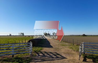 CAMPO MIXTO EN VENTA 401 has – ZONA GRUTLY NORTE