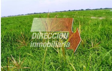 CAMPO GANADERO LA CAMILA AGUARA GRANDE