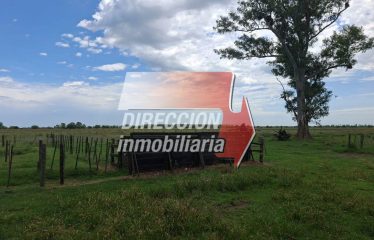 ALQUILO 110 HAS ANGELICA