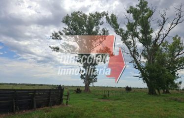 ALQUILO 110 HAS ANGELICA